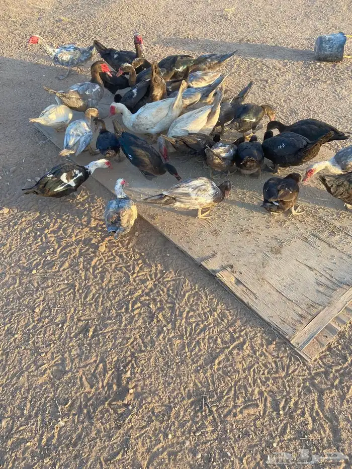 بط شرشري للبيع 2
