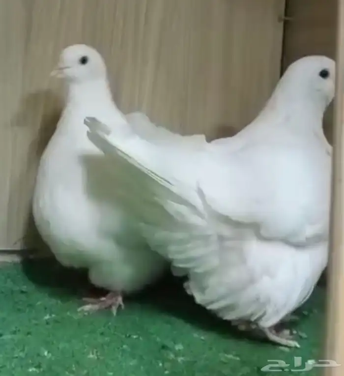 جوز حمام فرش ( فواخر ) 1