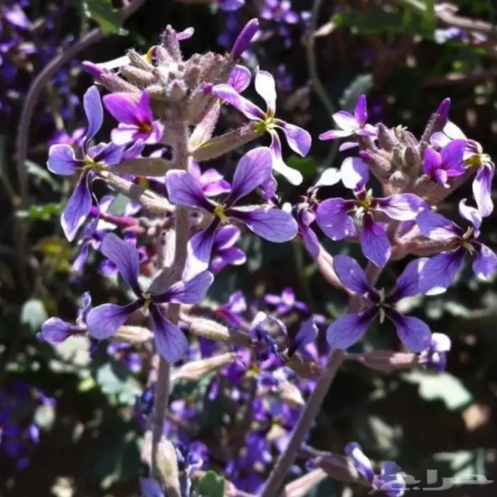 بذور الخزامى البريه 1