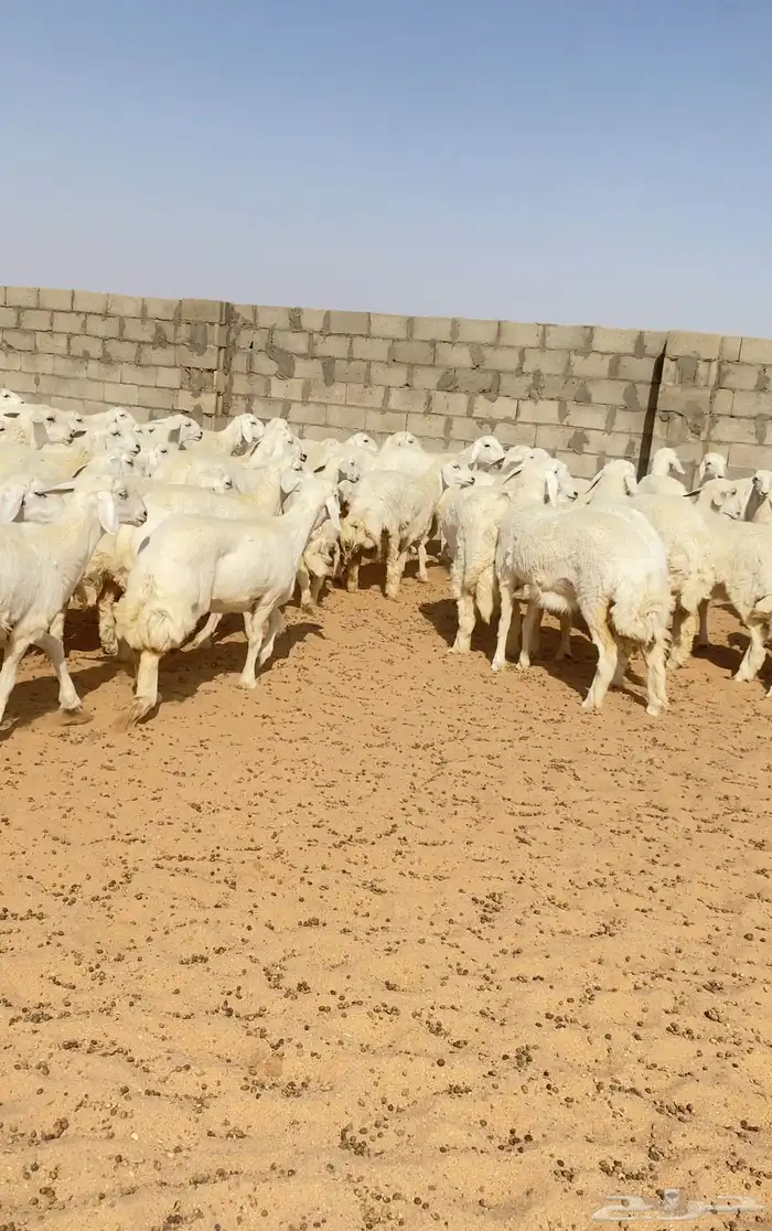 126رخال حريات حرش صنف الصنف 6