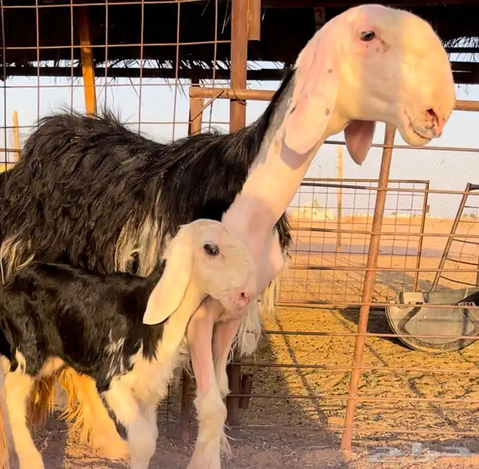 نجديه جذعه خصم تحتها طلي مشروع فحل 3