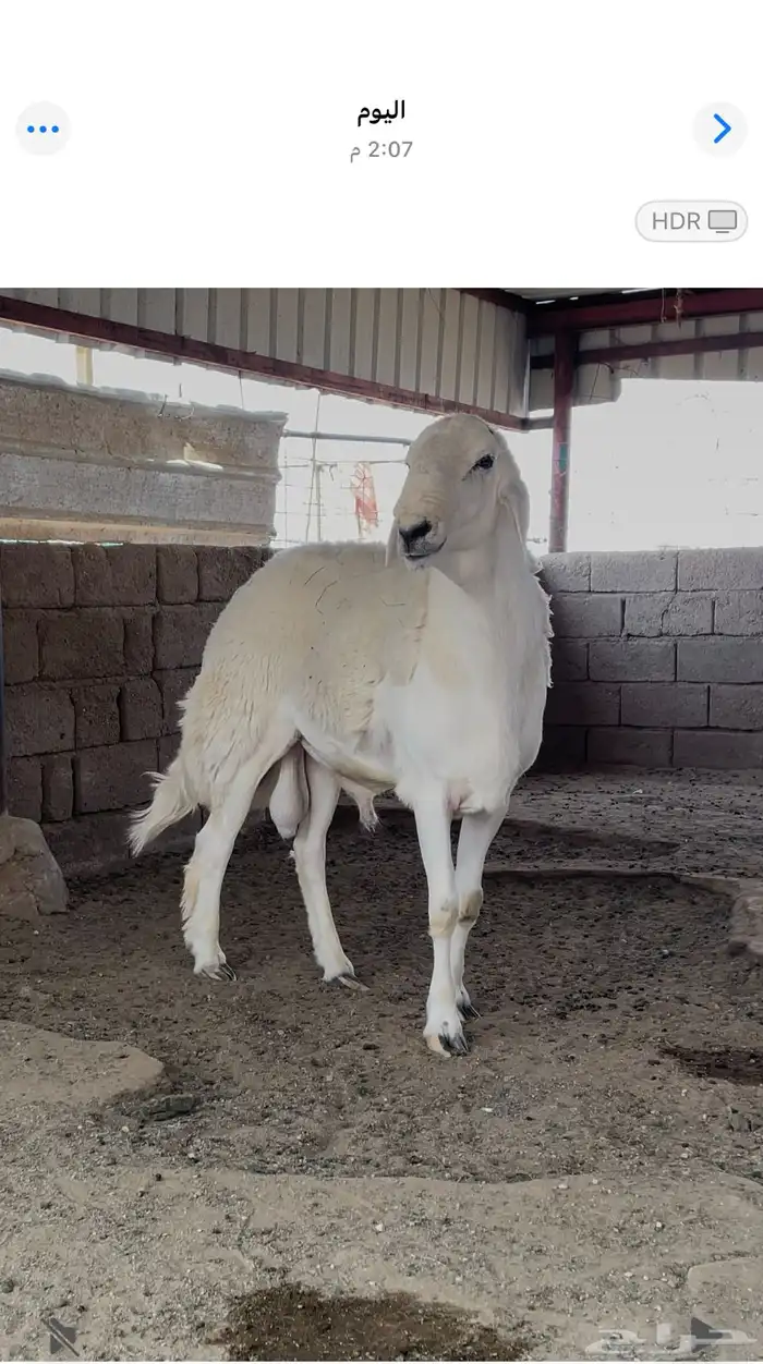 خروف حري صنف الصنف مشروع فحل 8