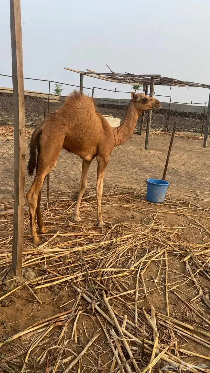 قعود للبيع 2