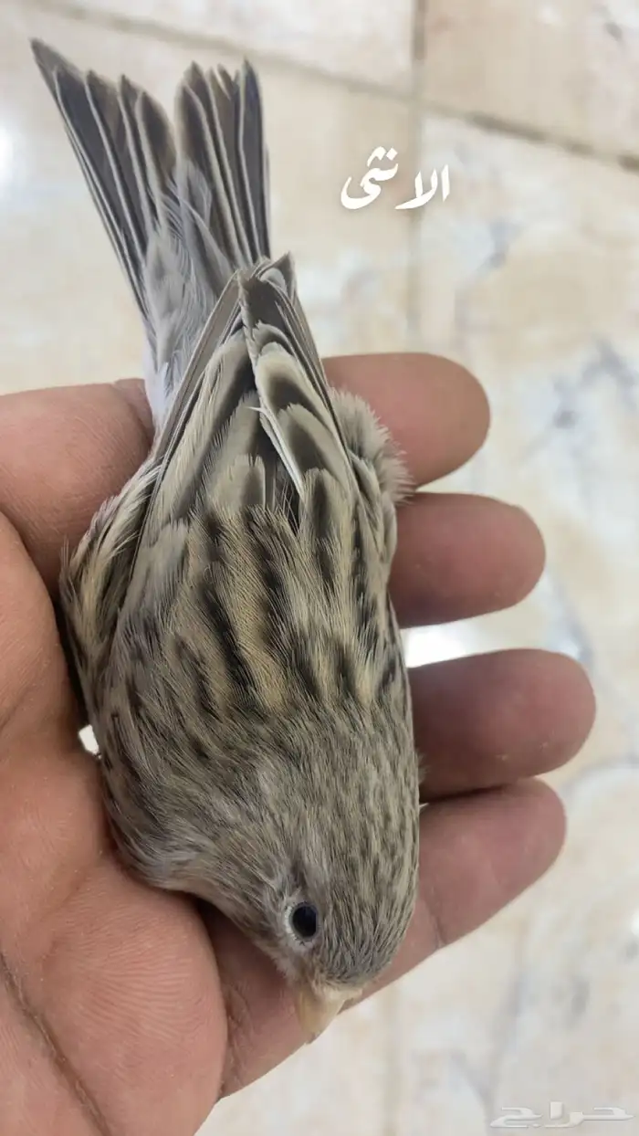للبيع جوز كناري جاهز حق الانتاج 1