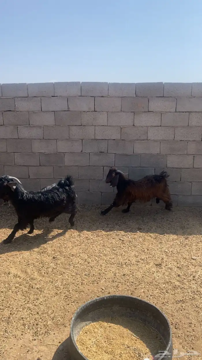 يوجد تيوس البيع العدد3 شحم فل الموقع الصلصلة 2