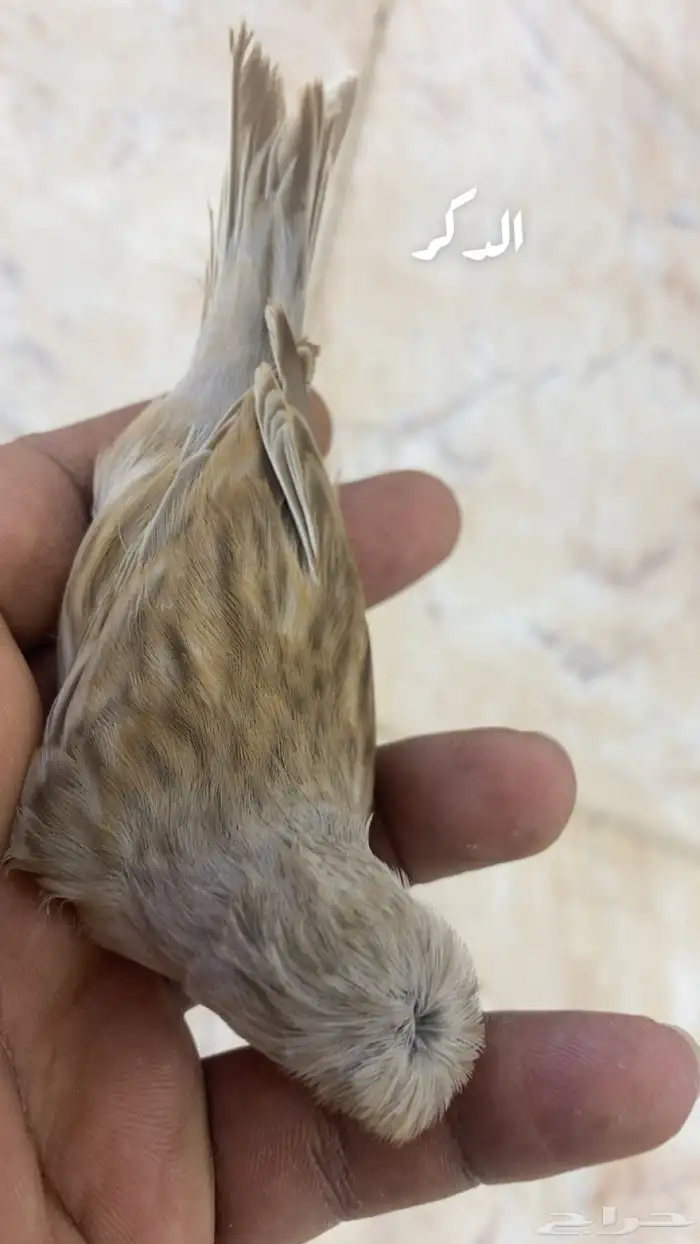 للبيع جوز كناري جاهز حق الانتاج 0