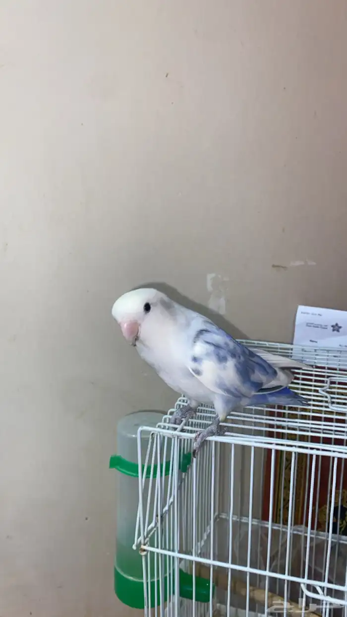 ببغاء روز اليف 2