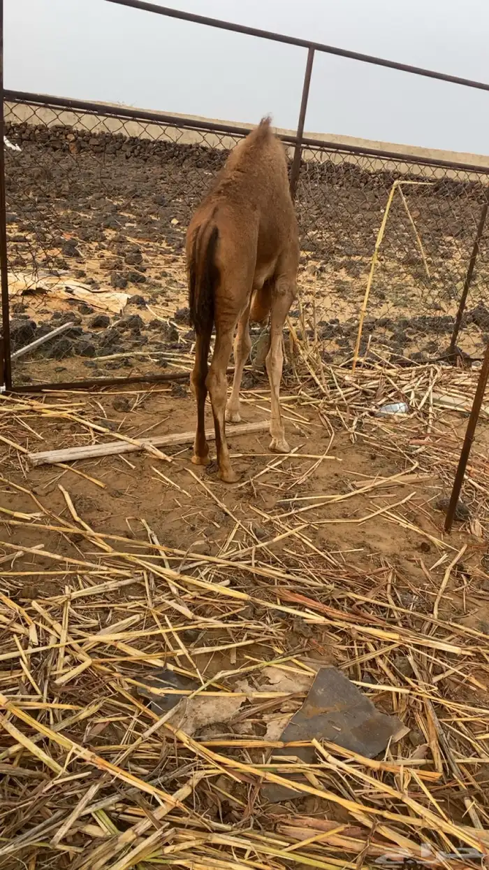 قعود للبيع 0
