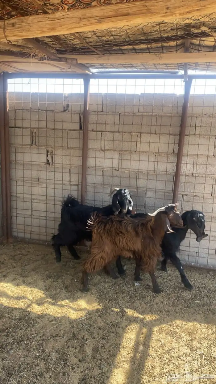 يوجد تيوس البيع العدد3 شحم فل الموقع الصلصلة 1