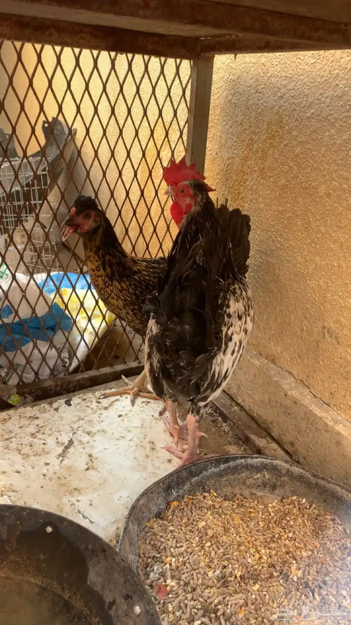 ديك لبيع صحته طيبة يأذن 0