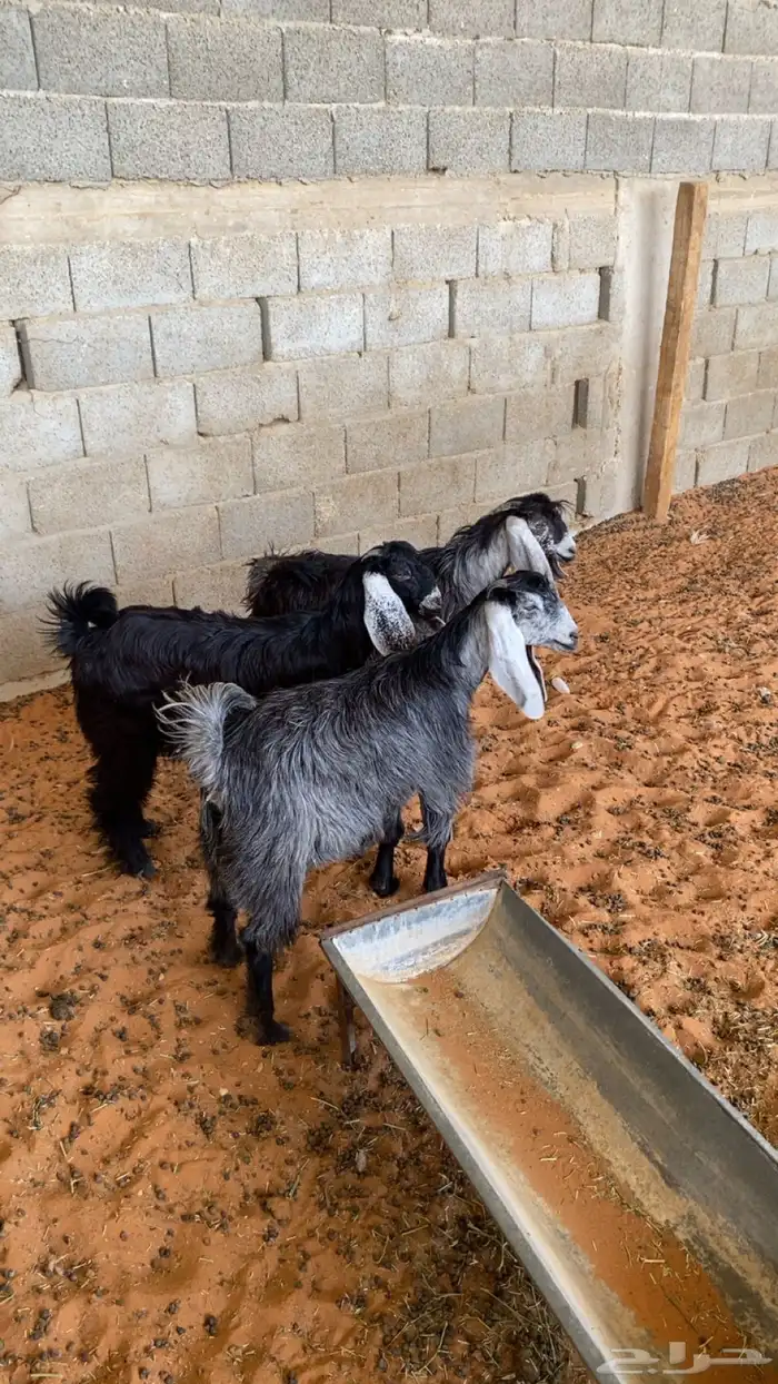 جفار طيبه 2