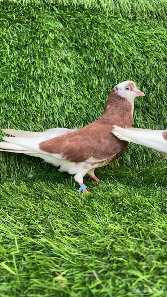 حمام برنجهام 4