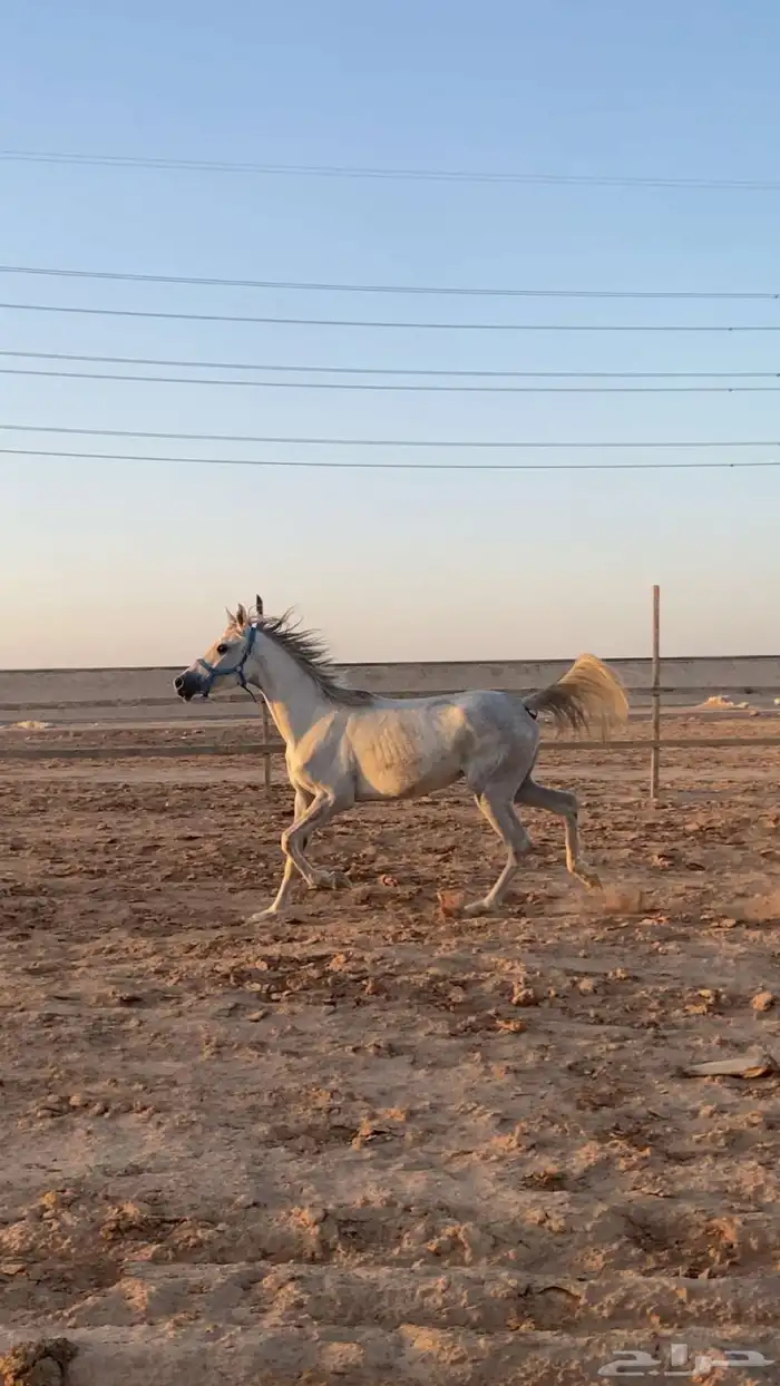 مهره شعبيه للبيع 3