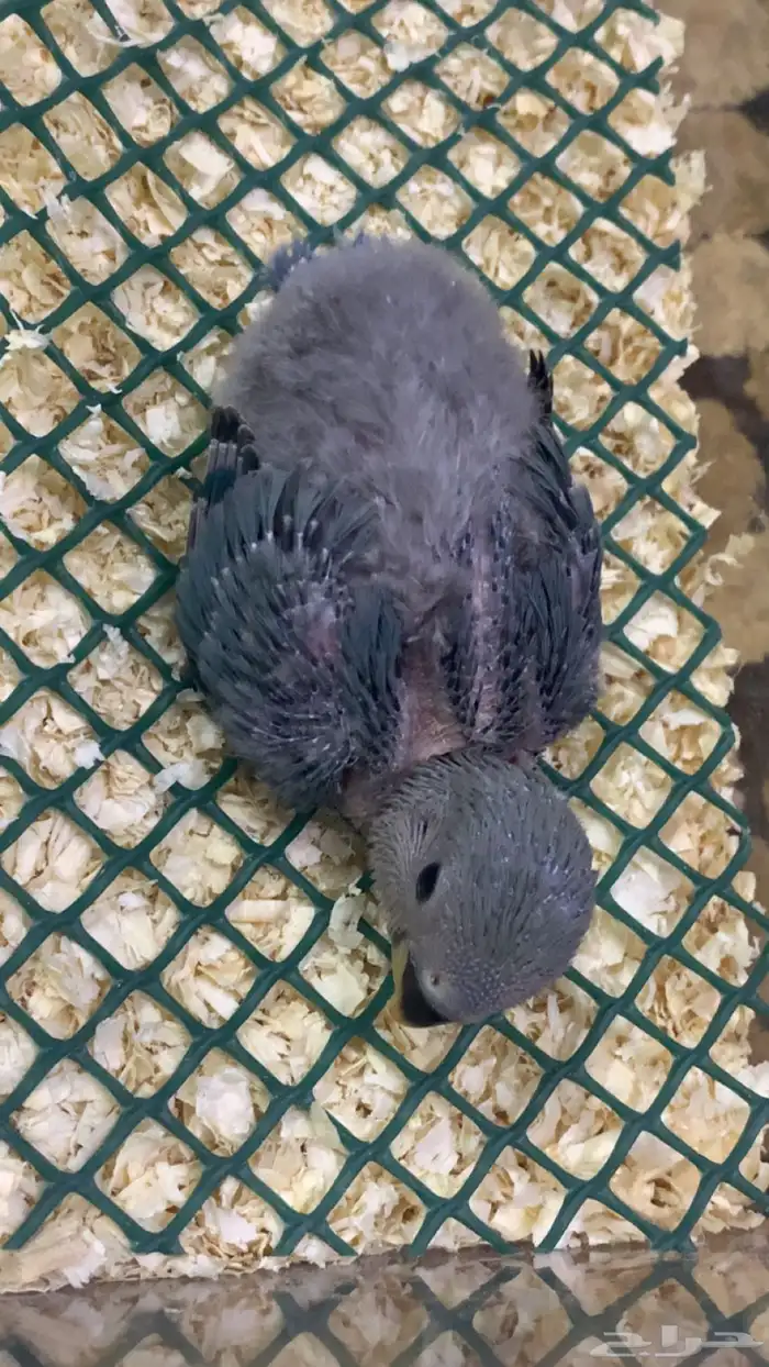 فرخ روز 9