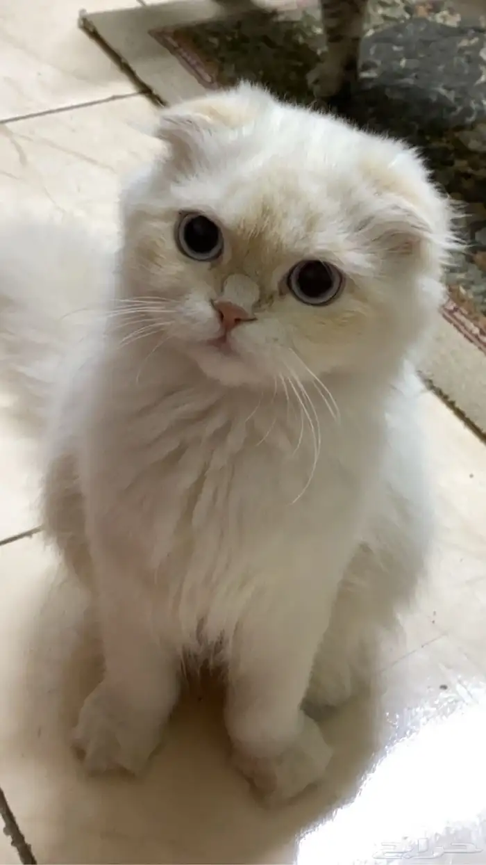 قطط تبني لفتره محدده 0
