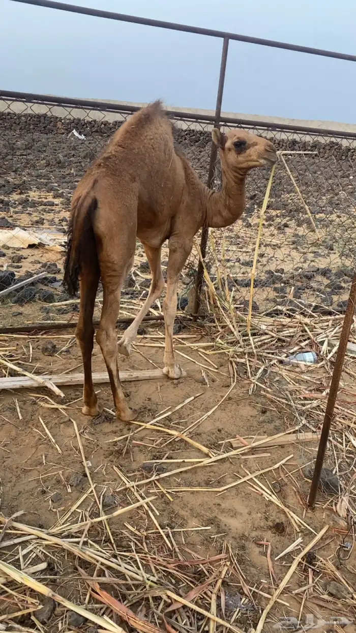 قعود للبيع 1
