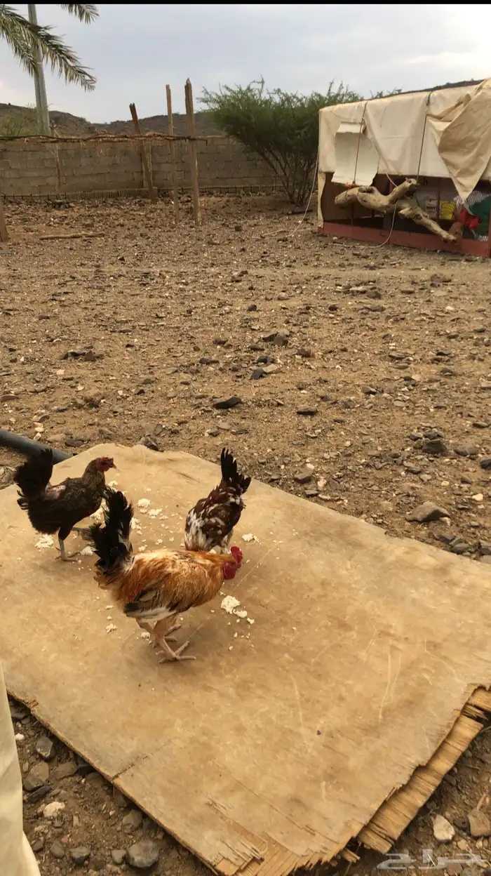 دجاج بلدي 1