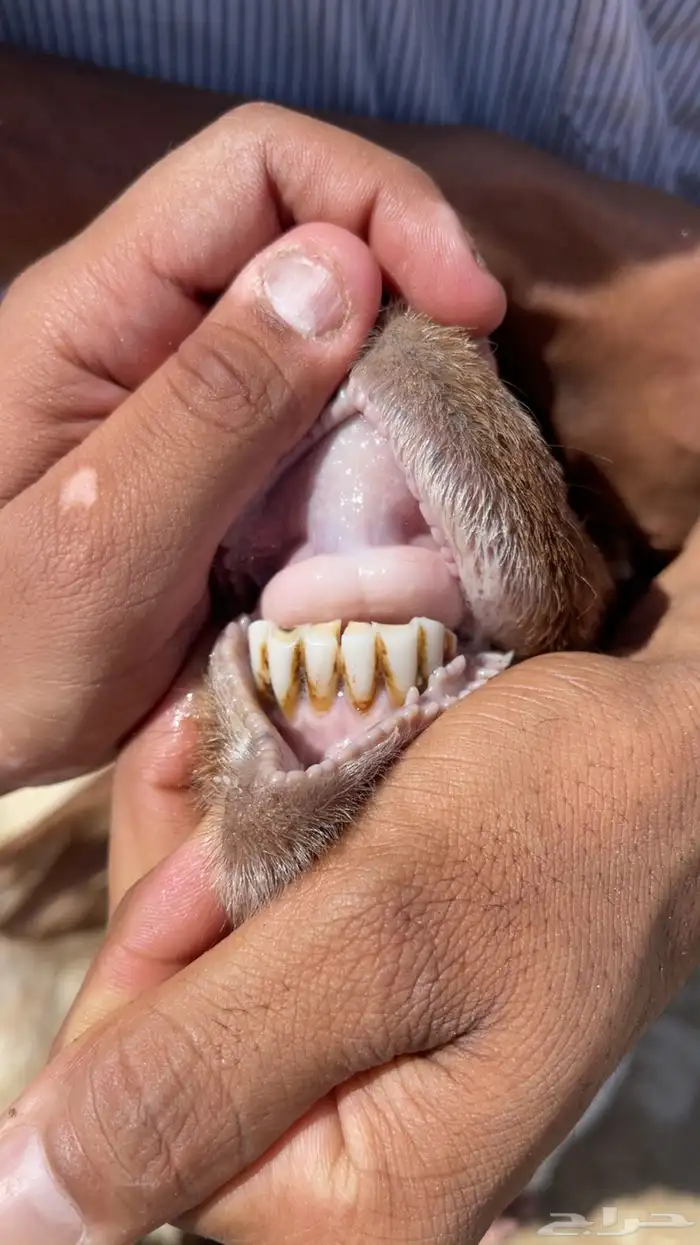 للبيع رغوث نعيمية 3