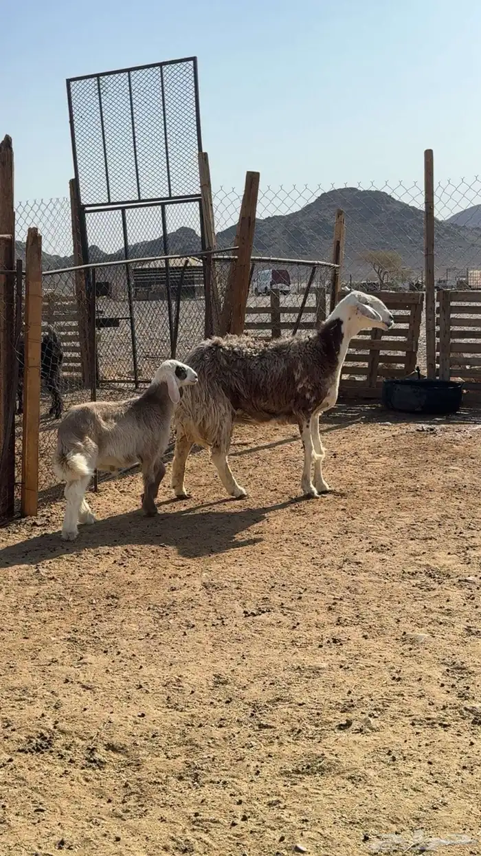 نعجة والد صنف 7