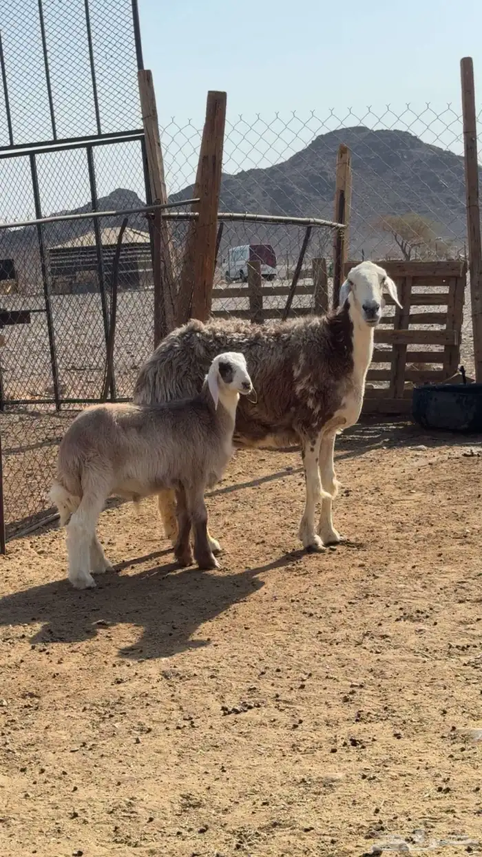 نعجة والد صنف 1