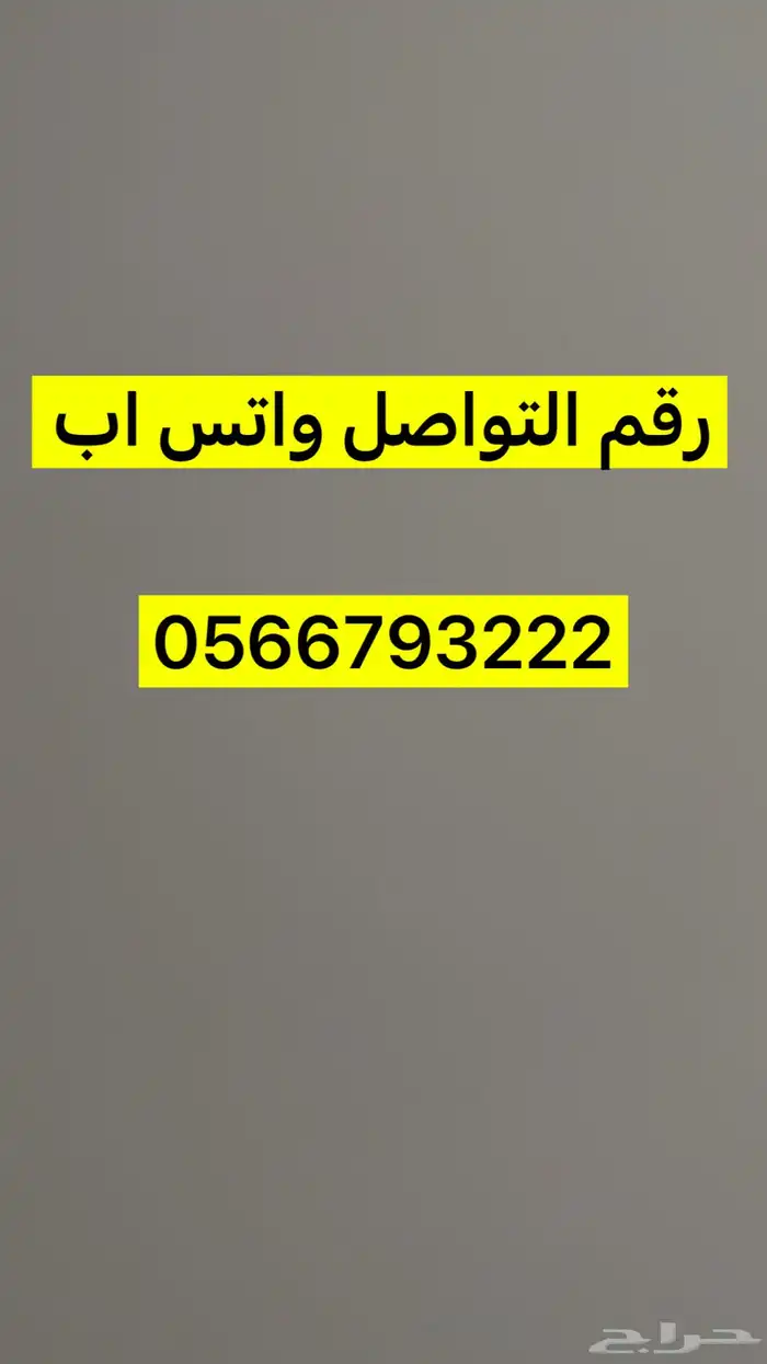 حصان انجليزي جاهز للتدريب 1