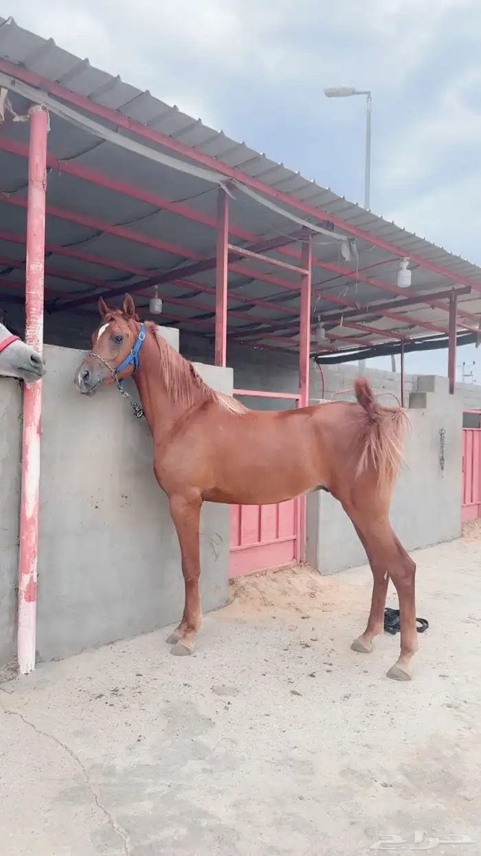 حصان مكس 0