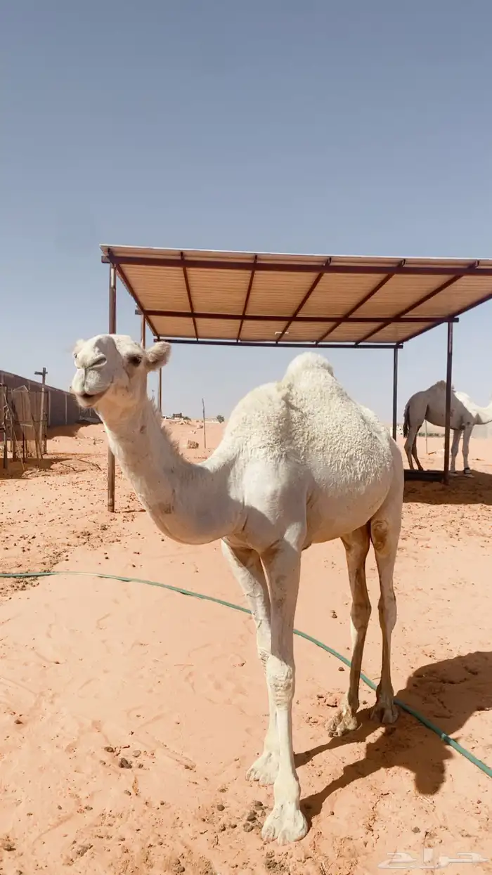 بكره كفو 4