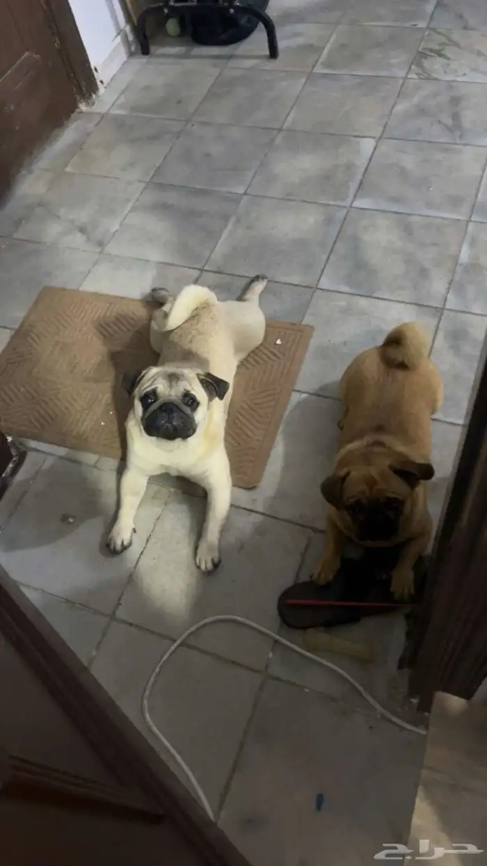 Pug for sale buy one take one free 0