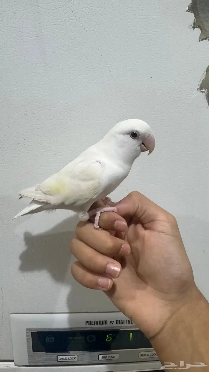 روز البينو 0