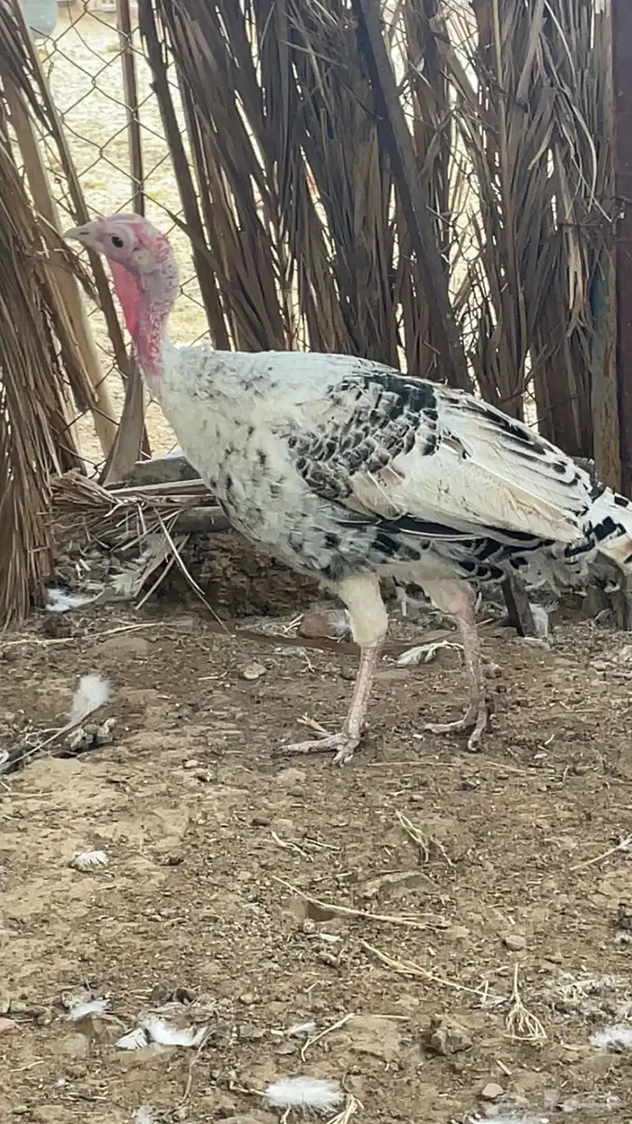 دجاج رومي ذكر وانثاء 1