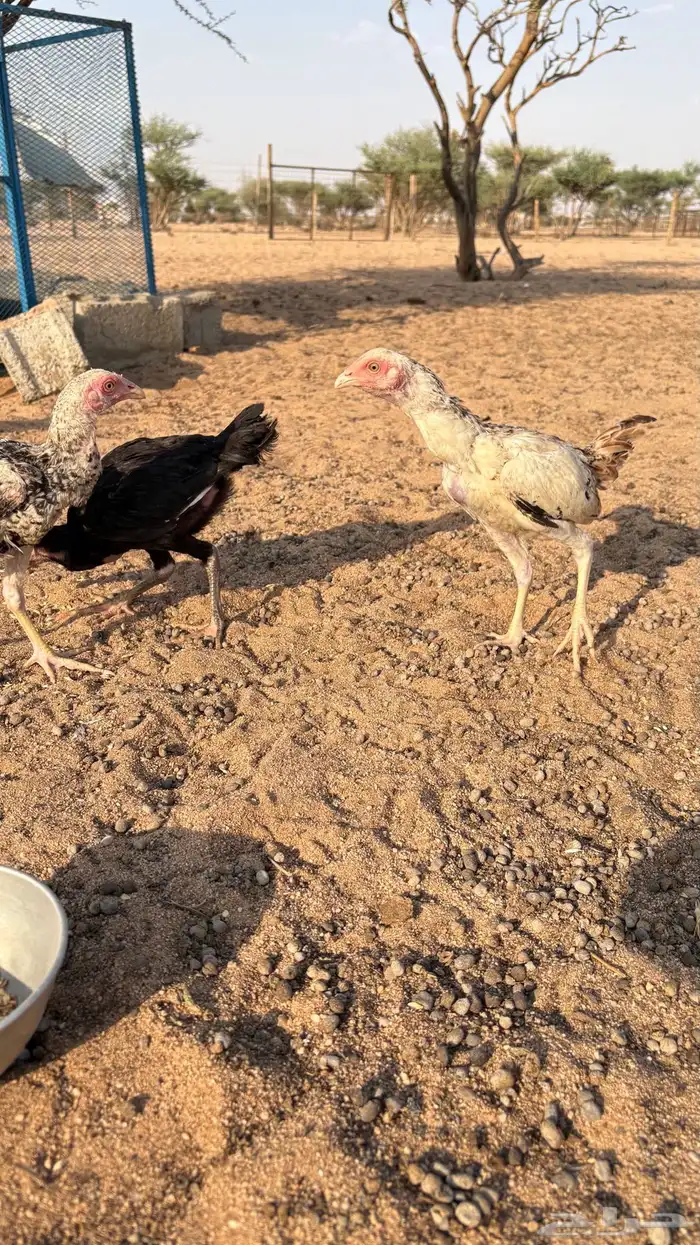 للبيع دجاج باكستاني 0