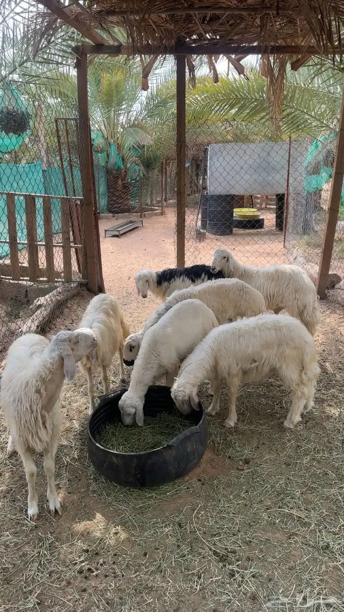 خرفان صفر كفو 2