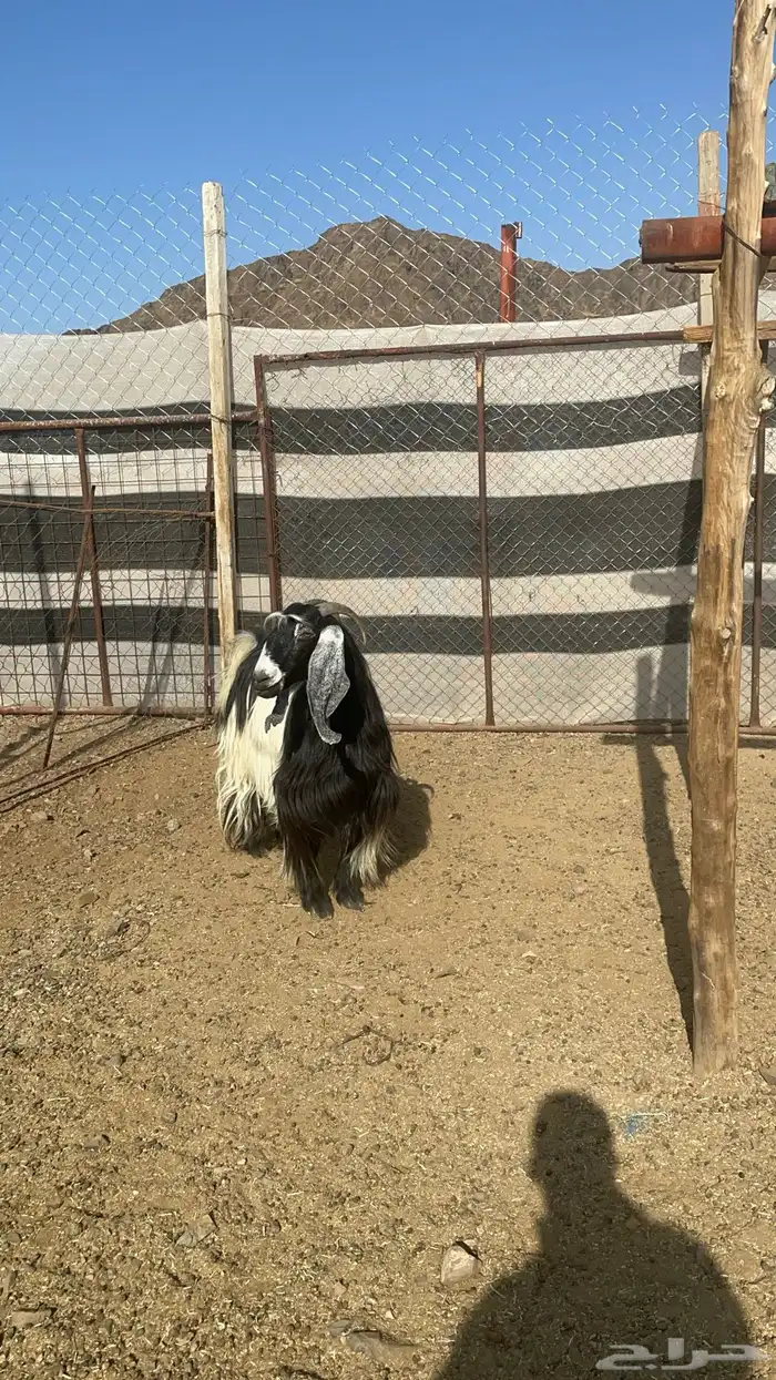 عنز عارضيه حايل فل شحم(تم البيع ) 3