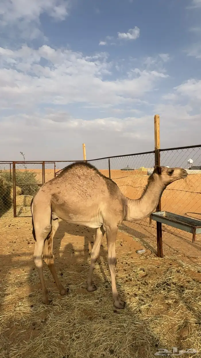 قعود ع لبن امه عمره 8 شهور 0
