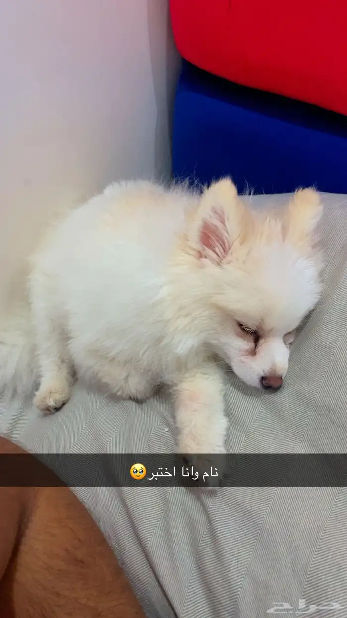 كلب بومارينيان فوكس فيس ذكر 0