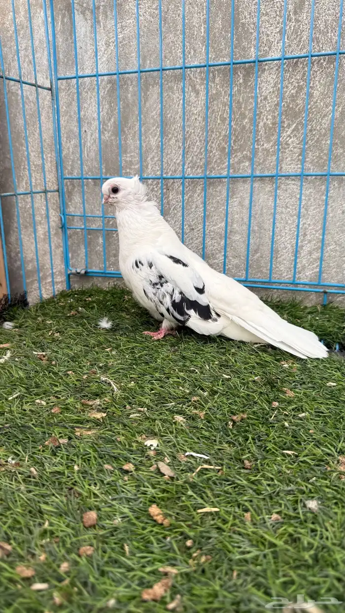 قطايف 7