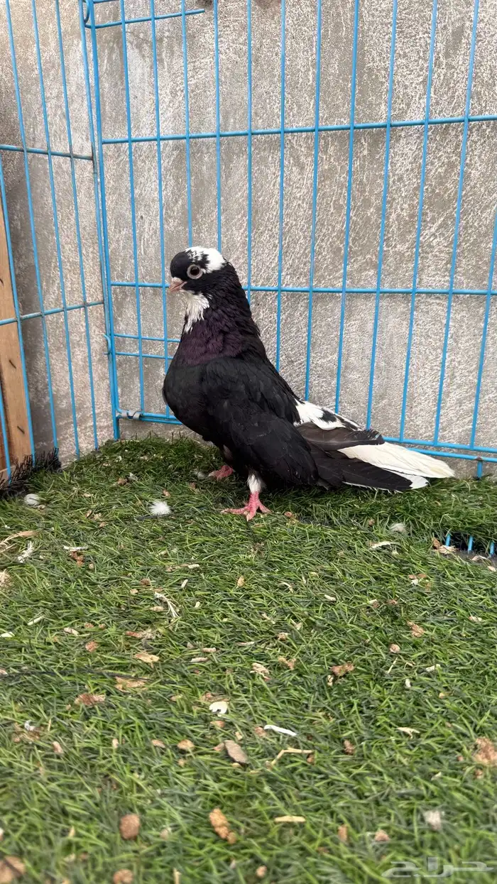 قطايف 10