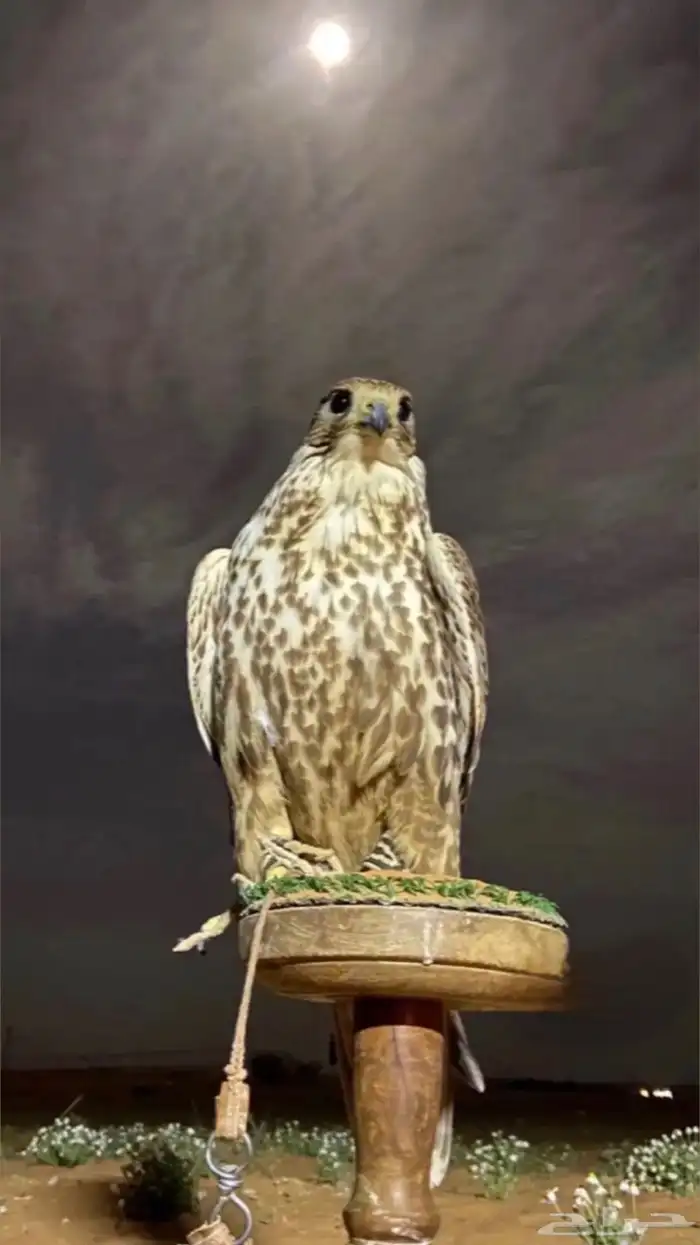 توصيل طيور الرياض 0