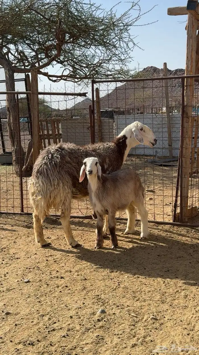 نعجة والد صنف 6