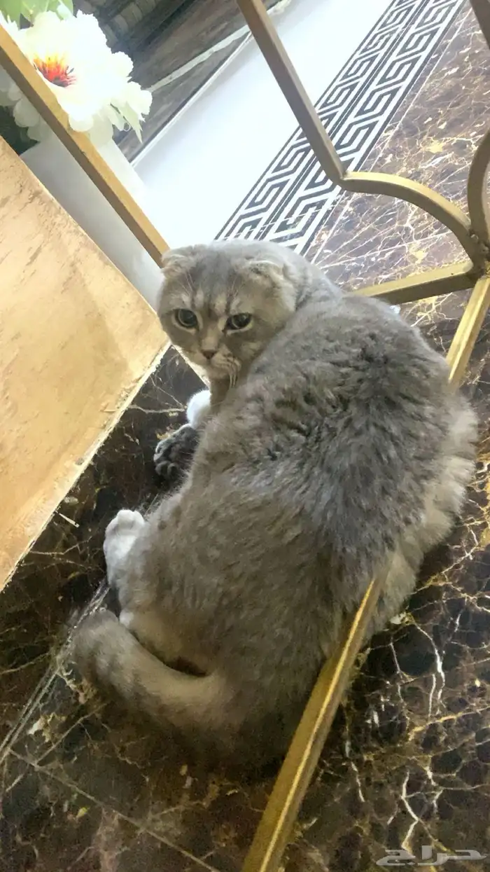 زوج قطط للبيع 1