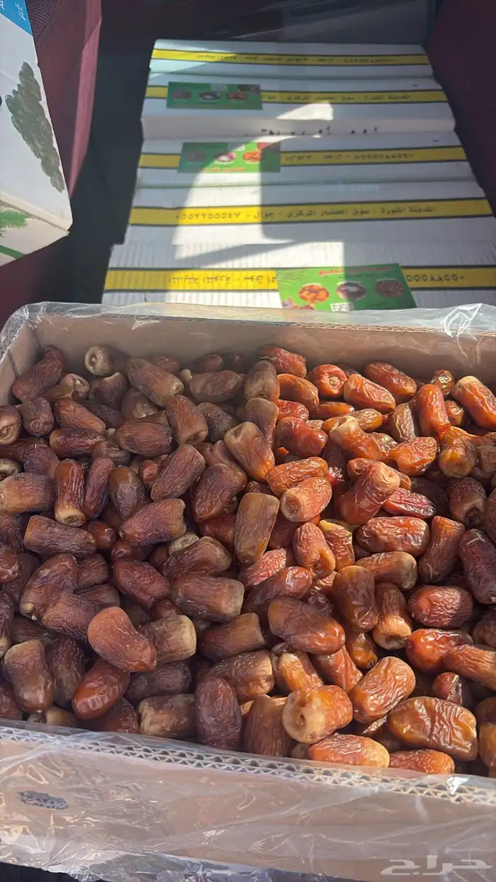 برني كرتين وسطول 3