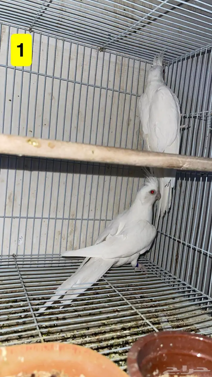 أجواز كروان منتجه 2