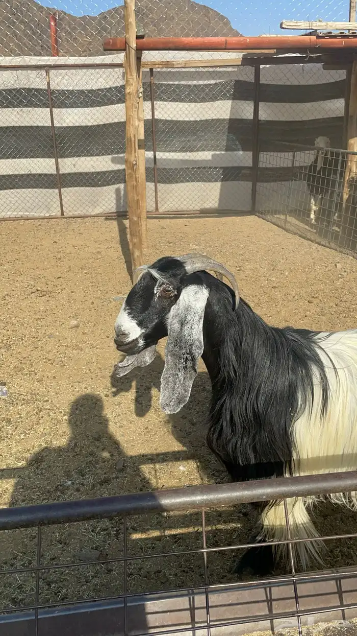 عنز عارضيه حايل فل شحم(تم البيع ) 4