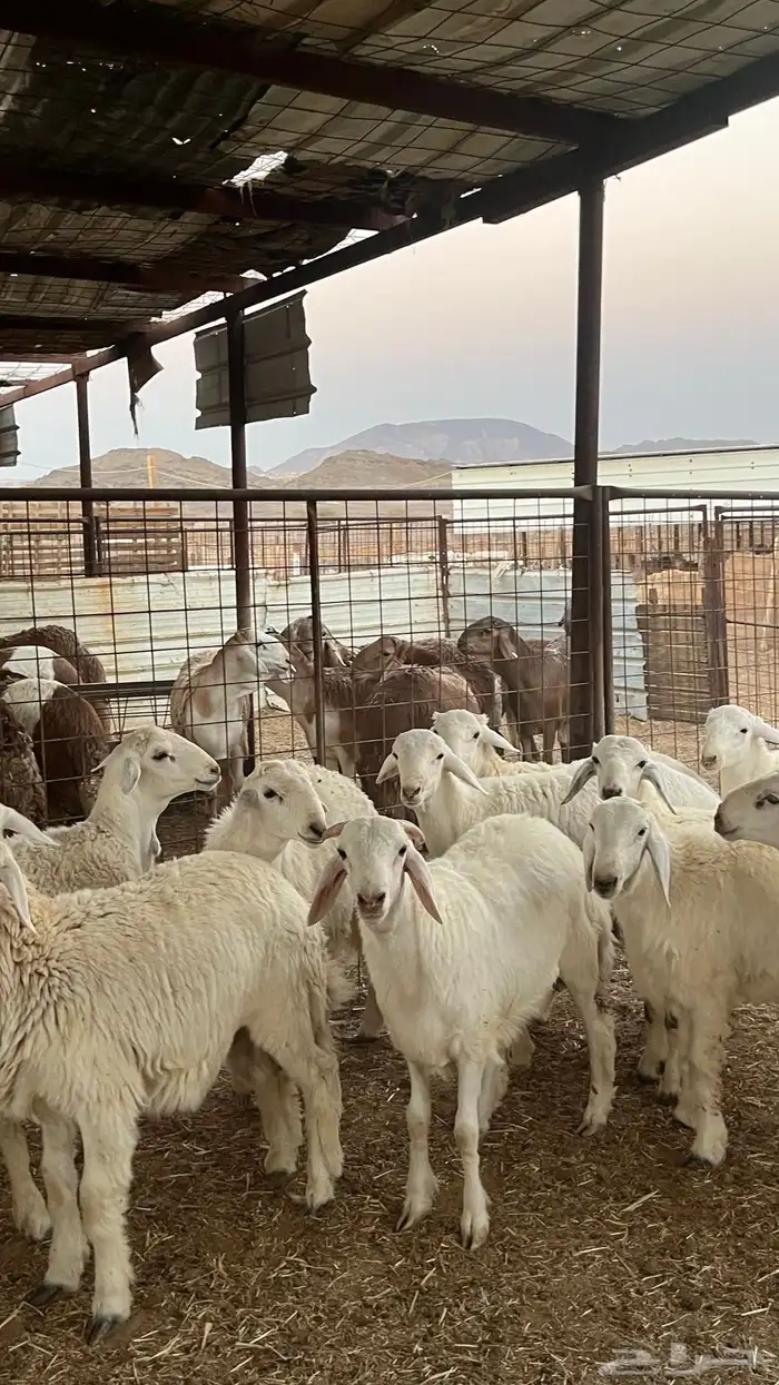 طليان حري ذبايح نظاف شرط 2