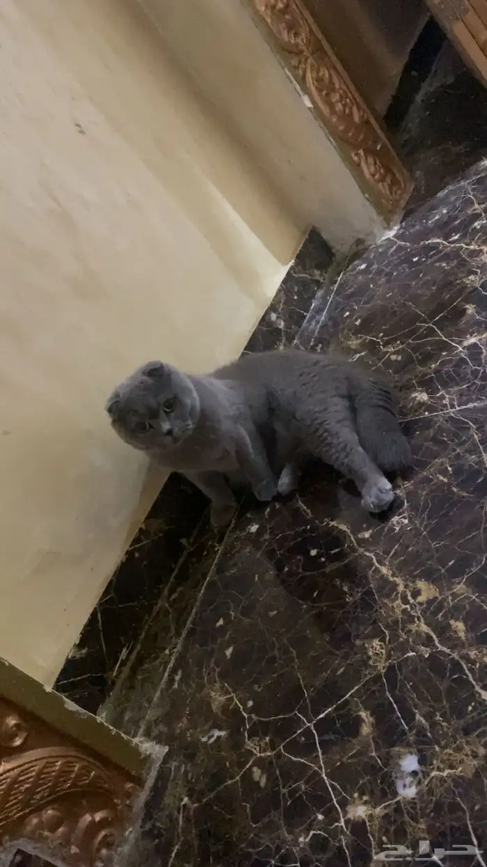 زوج قطط للبيع 3