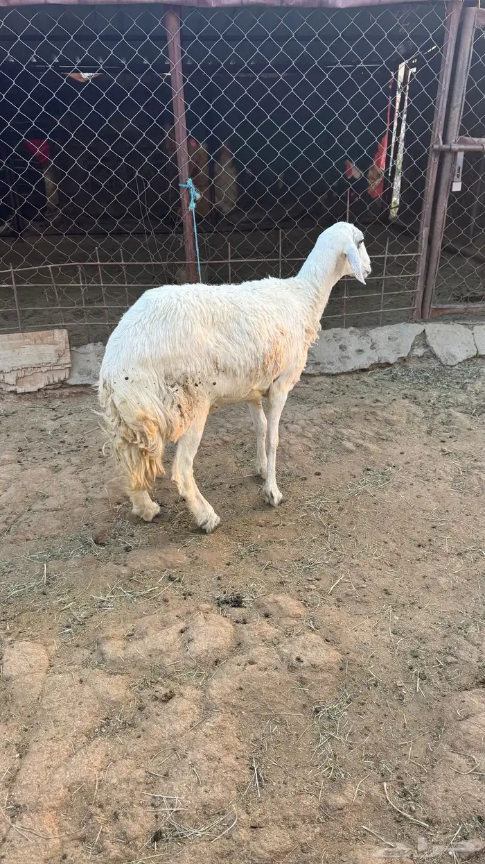 للبيع شاه رباع مقلعه سديس دافع 1