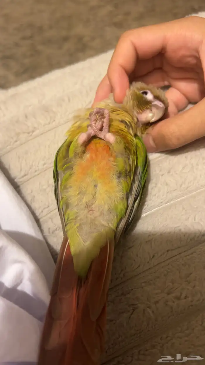 كنيور اناناس هدد (تم البيع) 3