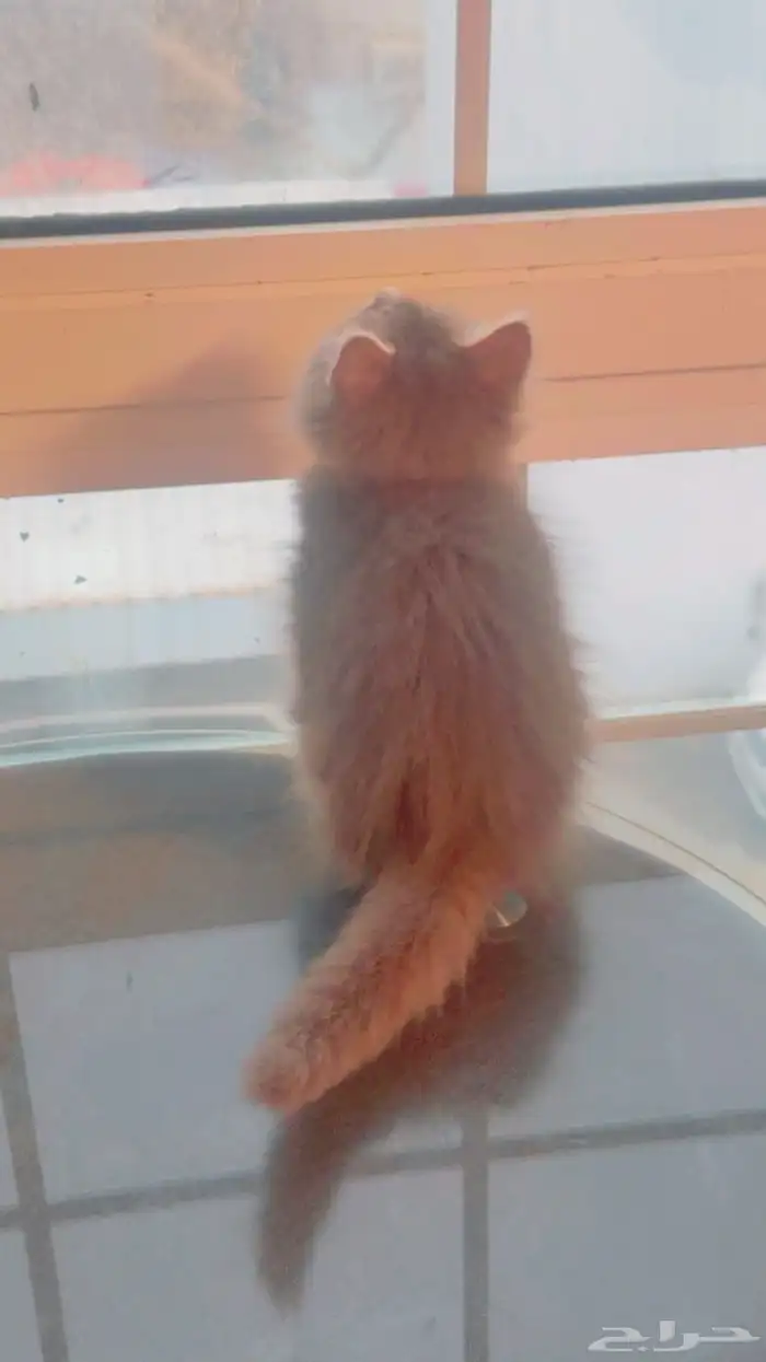 بسه شيرازي انثى عمرها شهرين 2