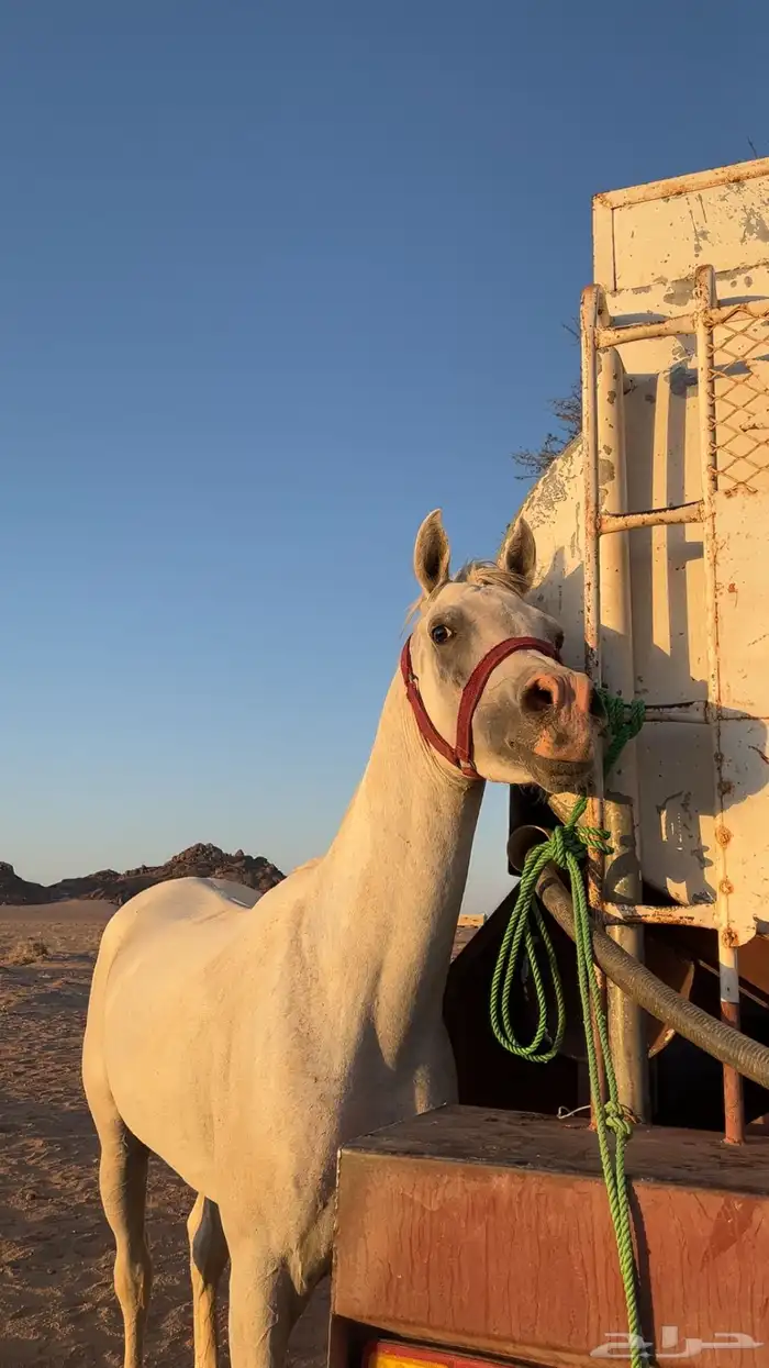 خيل واهو بأوراقه 0