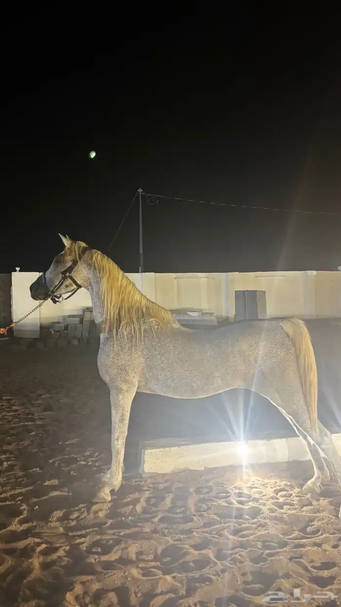 حصان شعبي شيخ 9